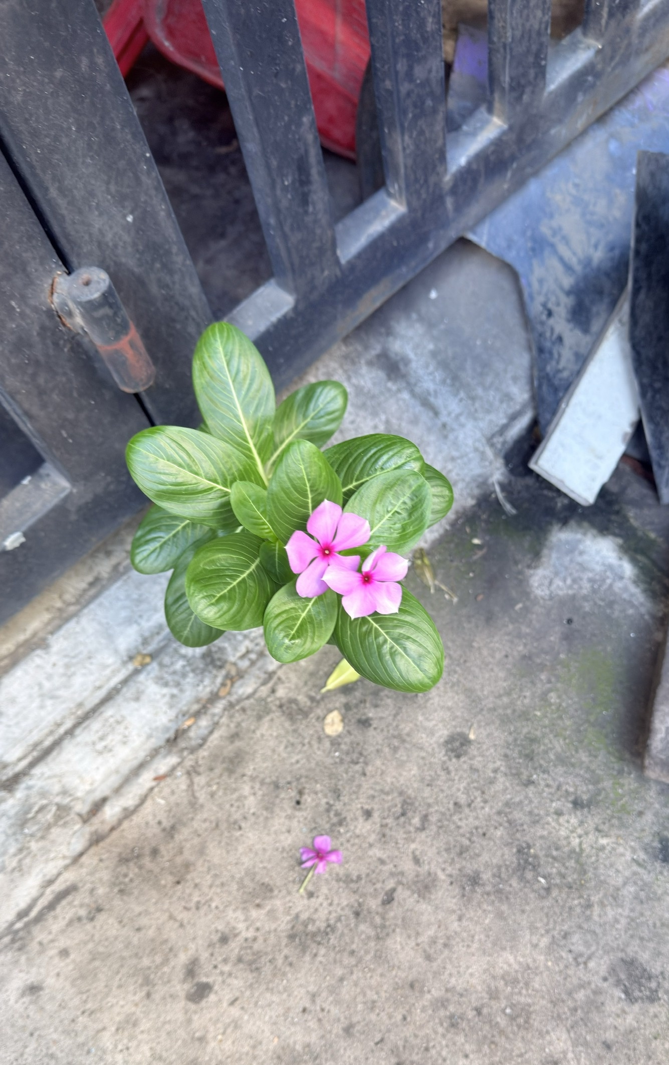 Hoa dừa cạn mọc từ kẽ nứt